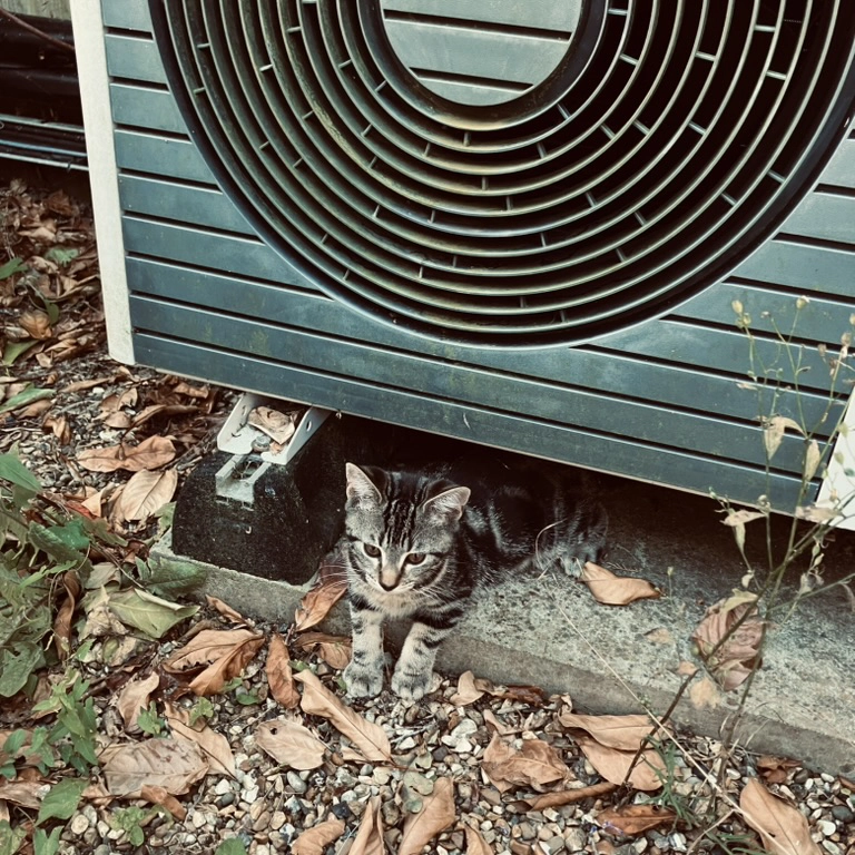 Kitten heat pump